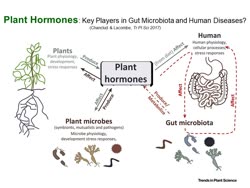 gut-flora